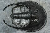 Gorgeous Scotoharpes Trilobite - Boudib, Morocco #363007-3